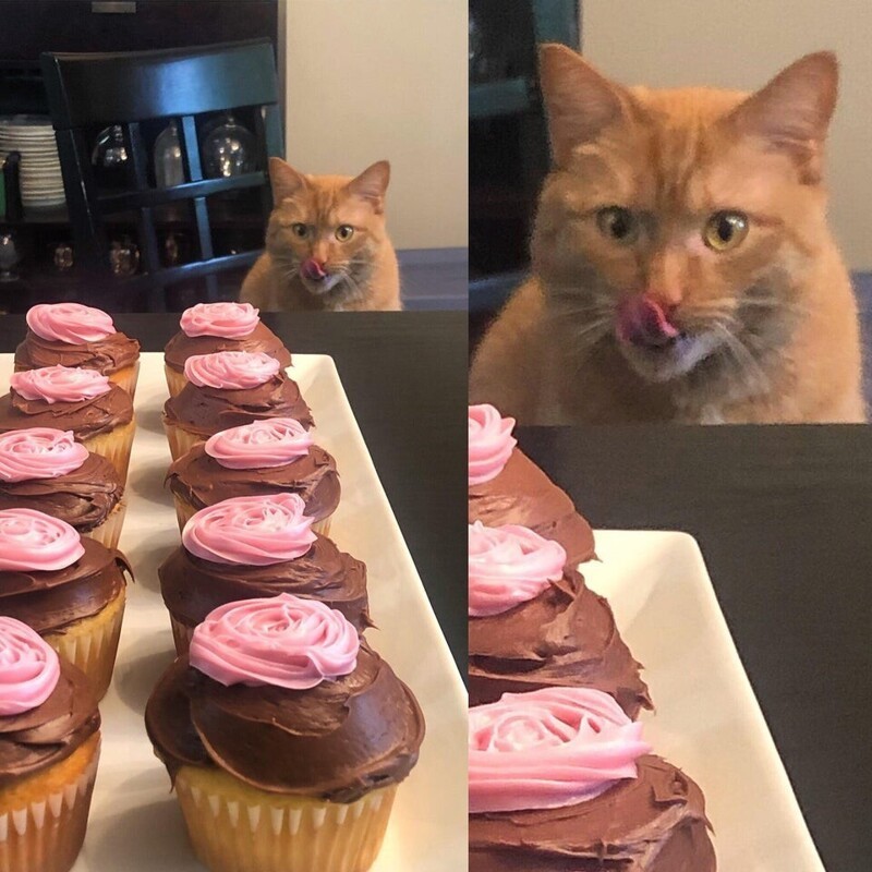 Я не знал, что наш кот любит сладкое