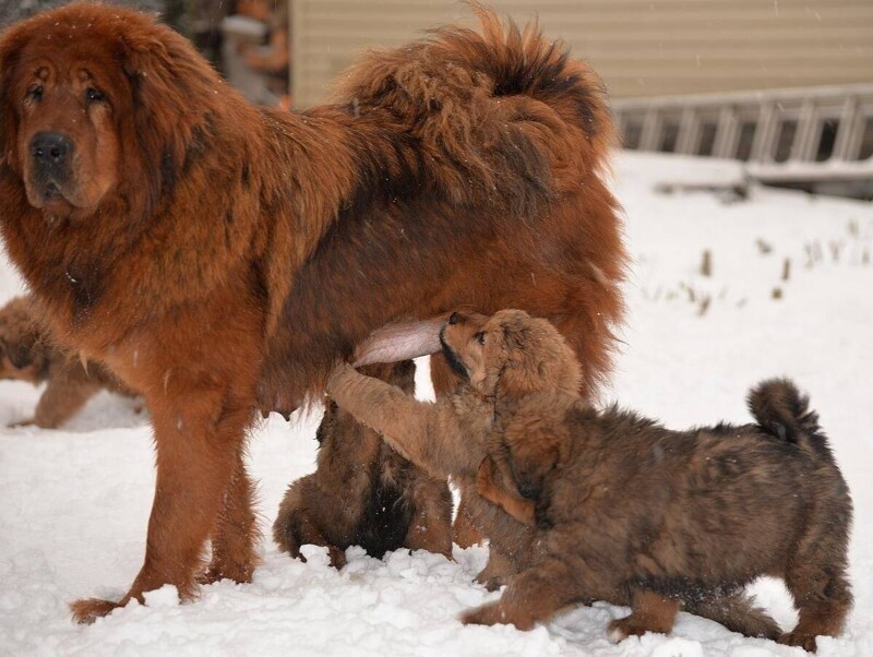 Самая большая и дорогая собака в мире - Тибетский мастиф