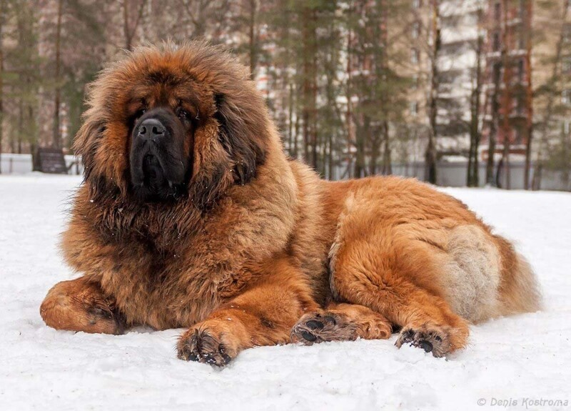 Самая дорогая собака в мире куплена за $1,5 миллиона