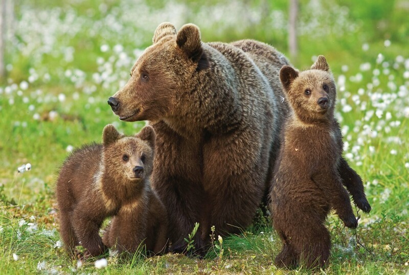 Бурый медведь - где обитает, сколько живет и чем питается в природе
