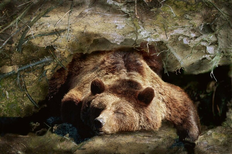 Редкое животное из Красной книги России: Бурый медведь