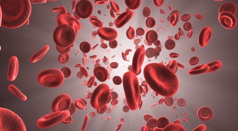 Объем крови в человеческом организме