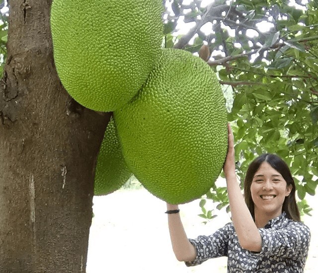 Джекфрут имеет титул самого большого древесного фрукта в мире