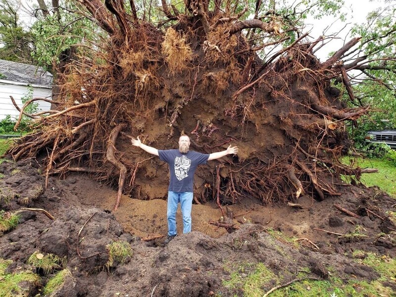Это огромное дерево вырвало с корнем во время шторма