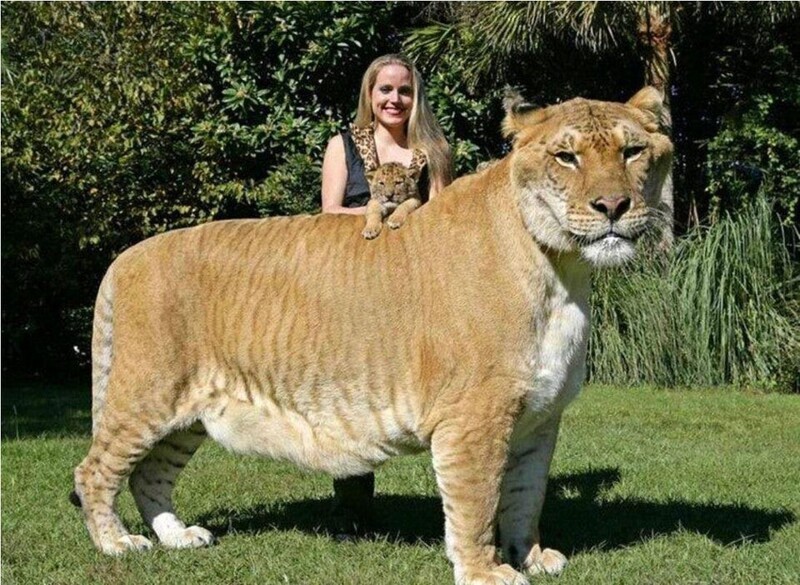 Геркулес Лигр признан в Книге рекордов Гиннеса самым большим живым кошачьим на Земле