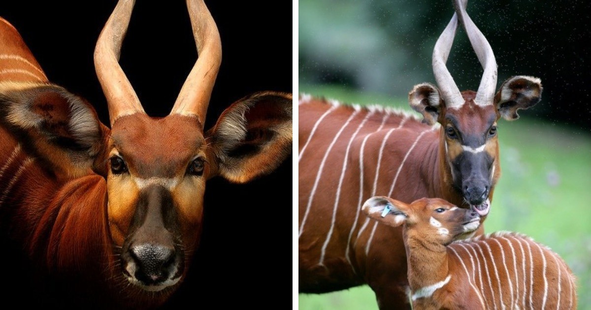 12 животных с невероятными рогами, которые завораживают своей красотой и величием
