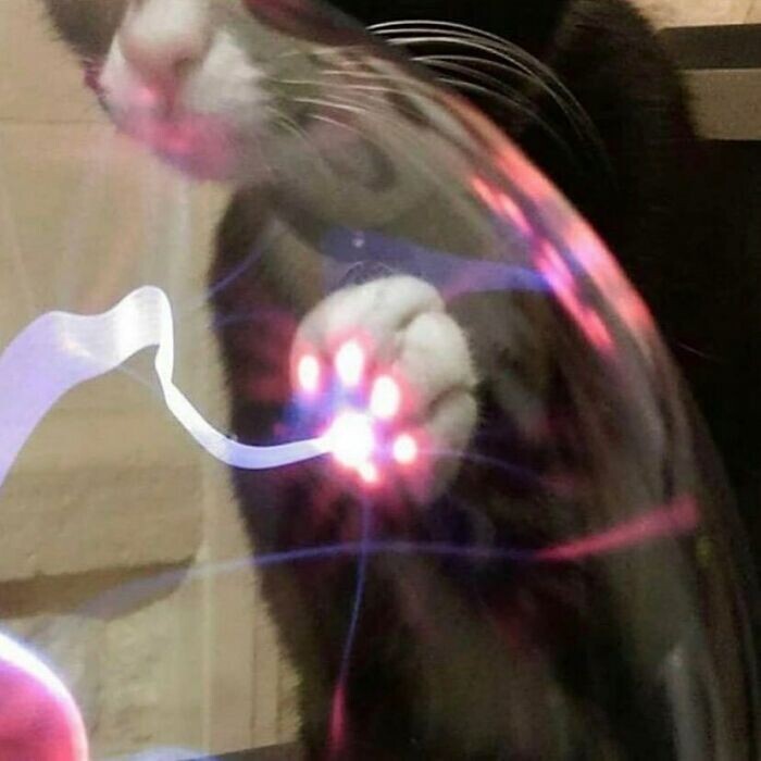 Лазерный кот