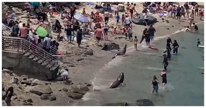 Недовольные морские львы разогнали любителей пляжного отдыха