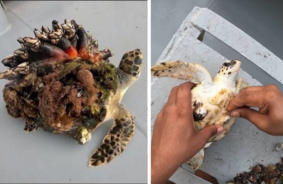Мужчина пытается спасти жизнь морской черепахе, удаляя с нее ракушки