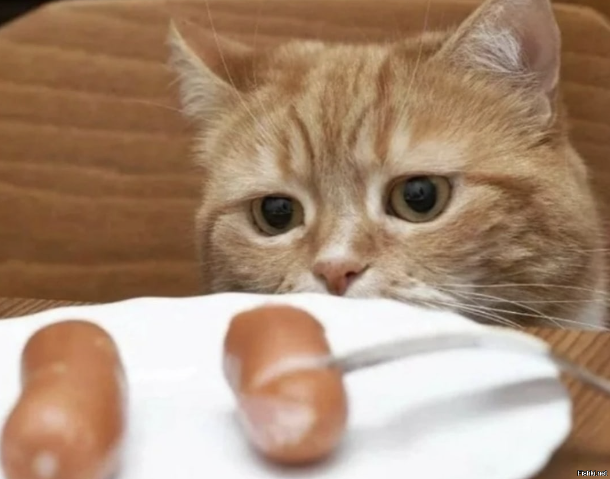 Голодный кот