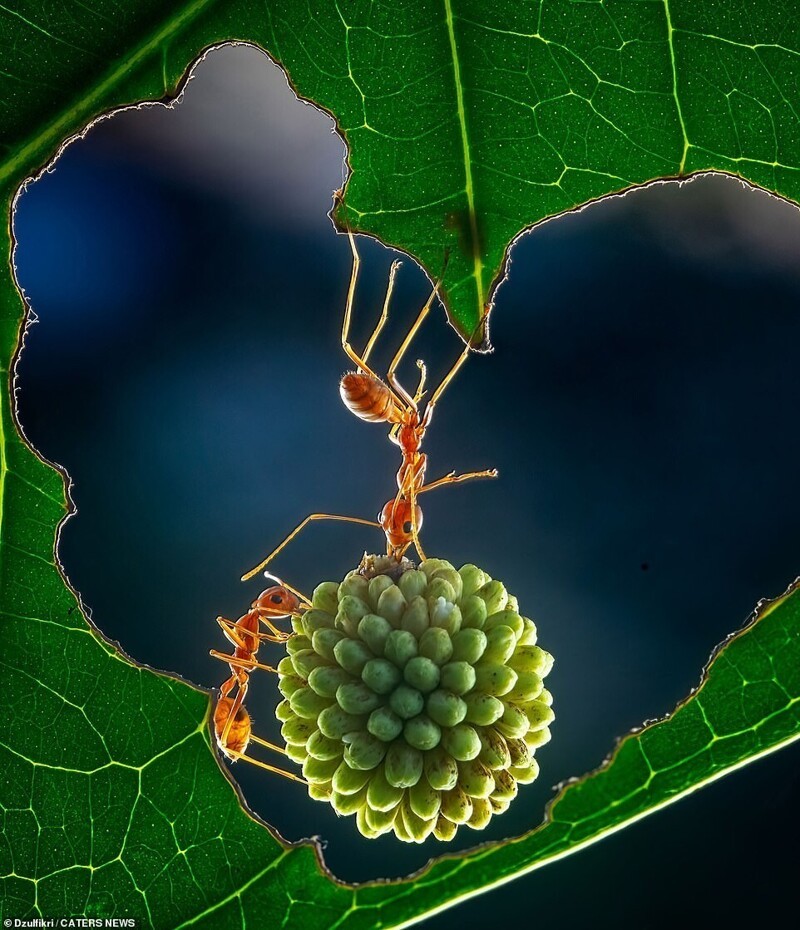 Фотограф делает удивительные макро-снимки с муравьями