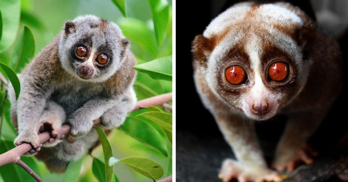 12 животных, у которых настолько большие глаза, что вы утонете в них с первого взгляда
