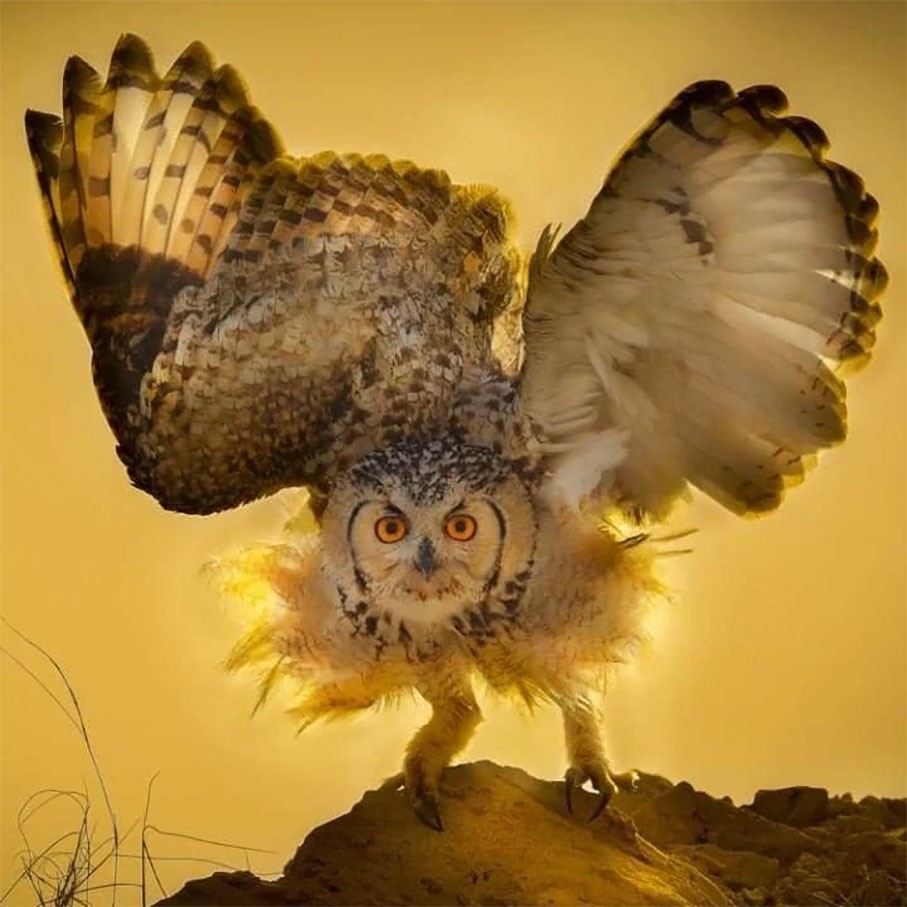 Bubo ascalaphus