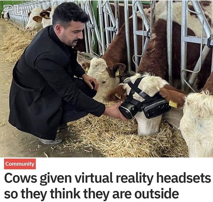 12. "Коровам дают очки виртуальной реальности, чтобы им казалось, что они на свежем воздухе"