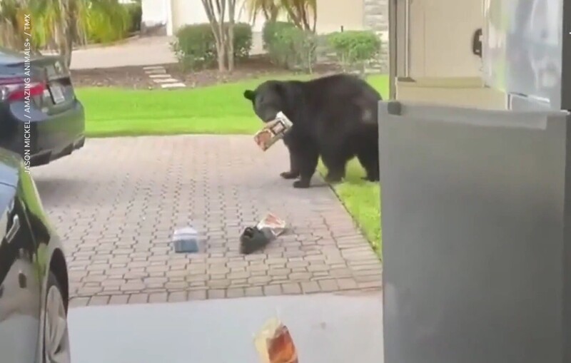 Медведь совершил набег на чужой холодильник
