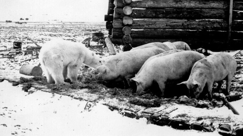Свиньи обедают с белым медведем на архипелаге Новая Земля.