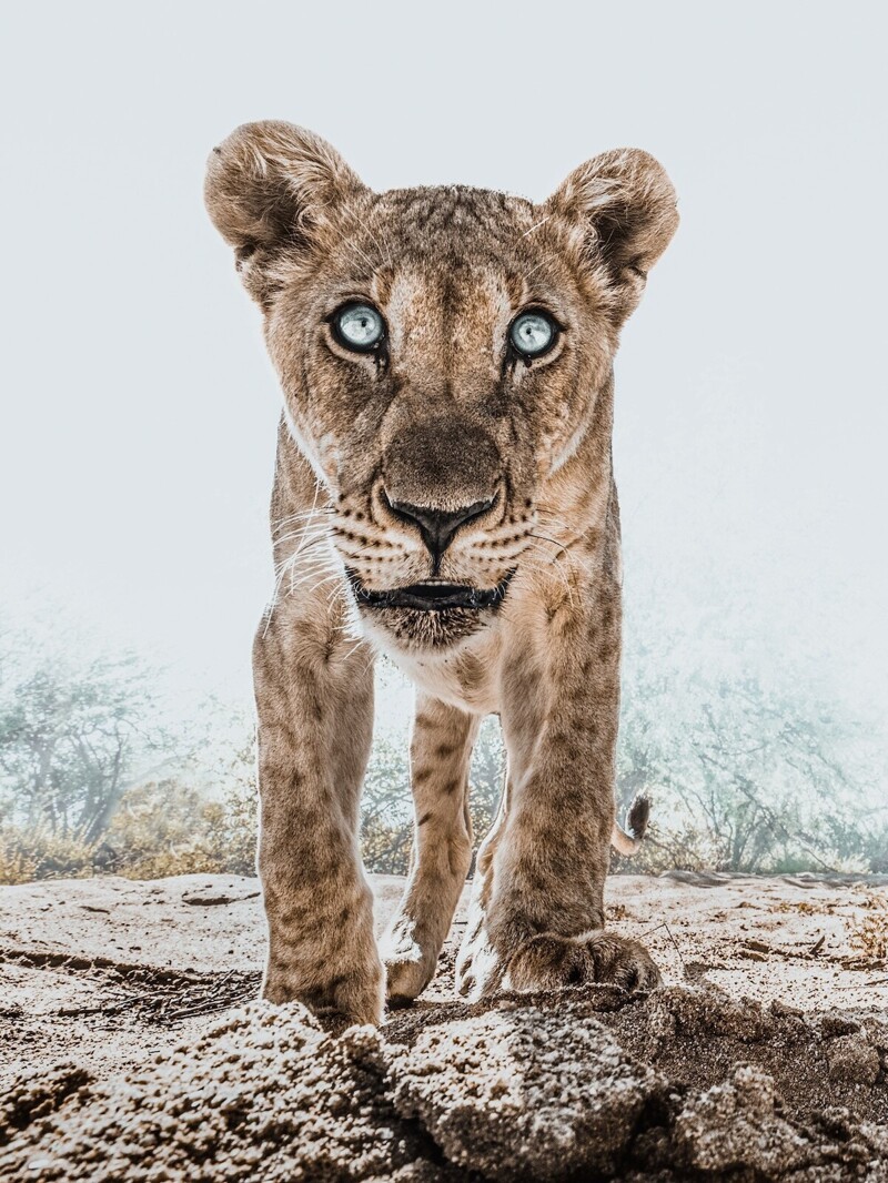 Фотограф установил скрытую камеру в Африке - и делает портреты животных