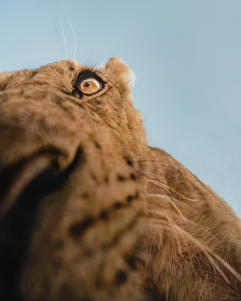 Фотограф установил скрытую камеру в Африке - и делает портреты животных