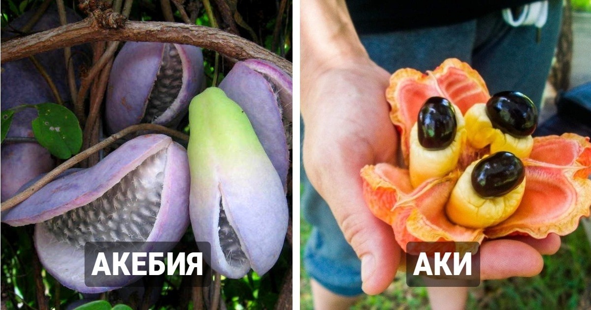 Бам балан фрукт который по вкусу напоминает. Экзотические фрукты 94. Аки растение. Фрукты которых нет в России. Надпись о самой большой ягоде.