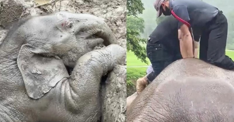 Драматическое видео: слониху и её детёныша спасли из канализации в Таиланде