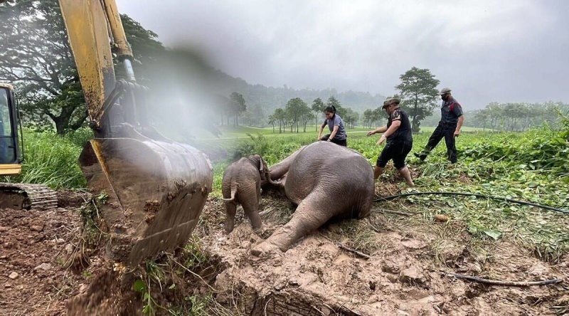 Драматическое видео: слониху и её детёныша спасли из канализации в Таиланде