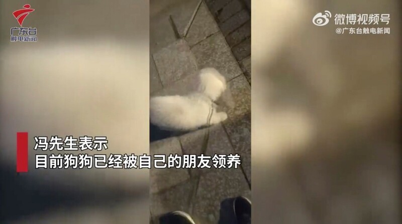 В Китае хозяин выбросил собаку из машины на оживлённой дороге