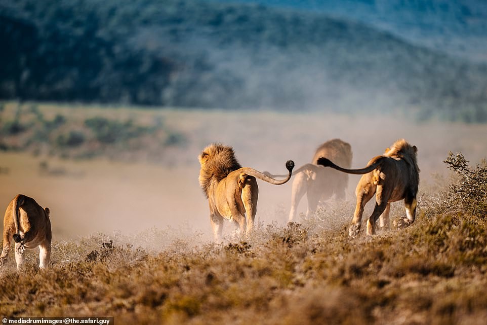В мире животных: лев попытался познакомиться с самкой, но это не понравилось ее братьям