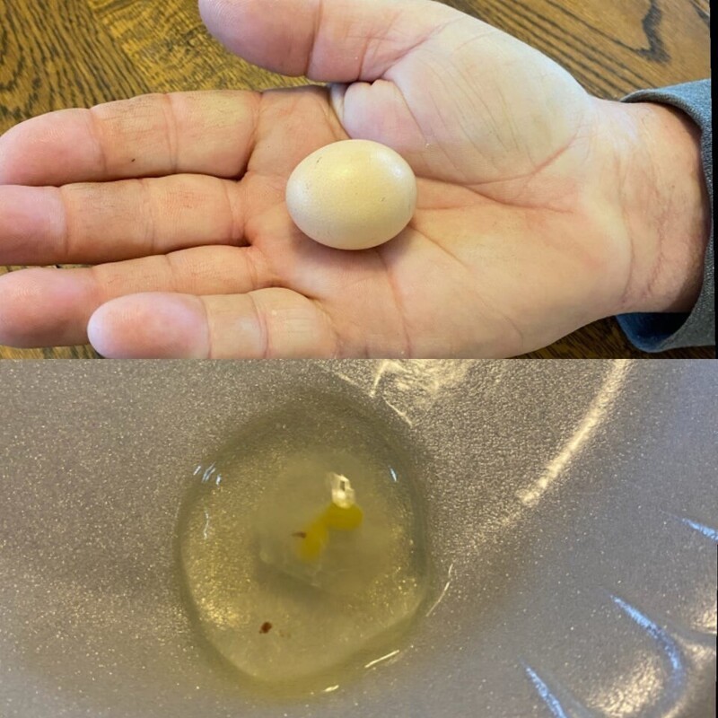Семилетняя курица снесла последнее яйцо