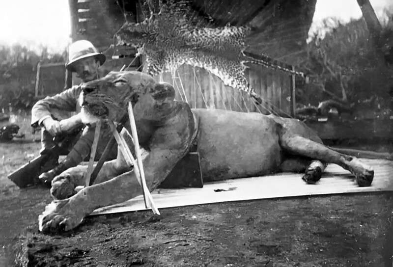 Один из двух львов–людоедов Цаво, застреленный подполковником Паттерсоном, Кения, 1898 год.