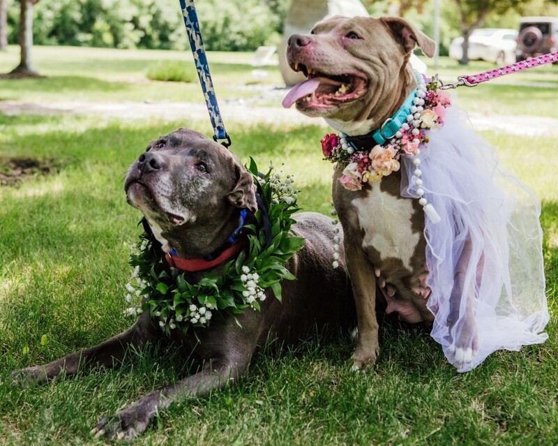 В приюте устроили свадьбу для двух стареньких собак