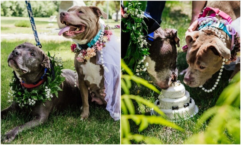 В приюте устроили свадьбу для двух стареньких собак