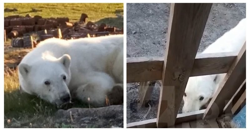 В Красноярском крае белый медведь попал в беду и пришёл за помощью к людям