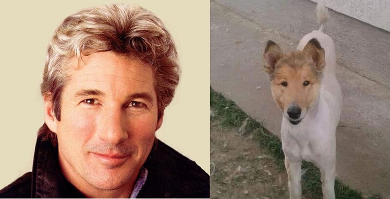 В сети нашли пса, похожего на миллиардера Ричарда Брэнсона
