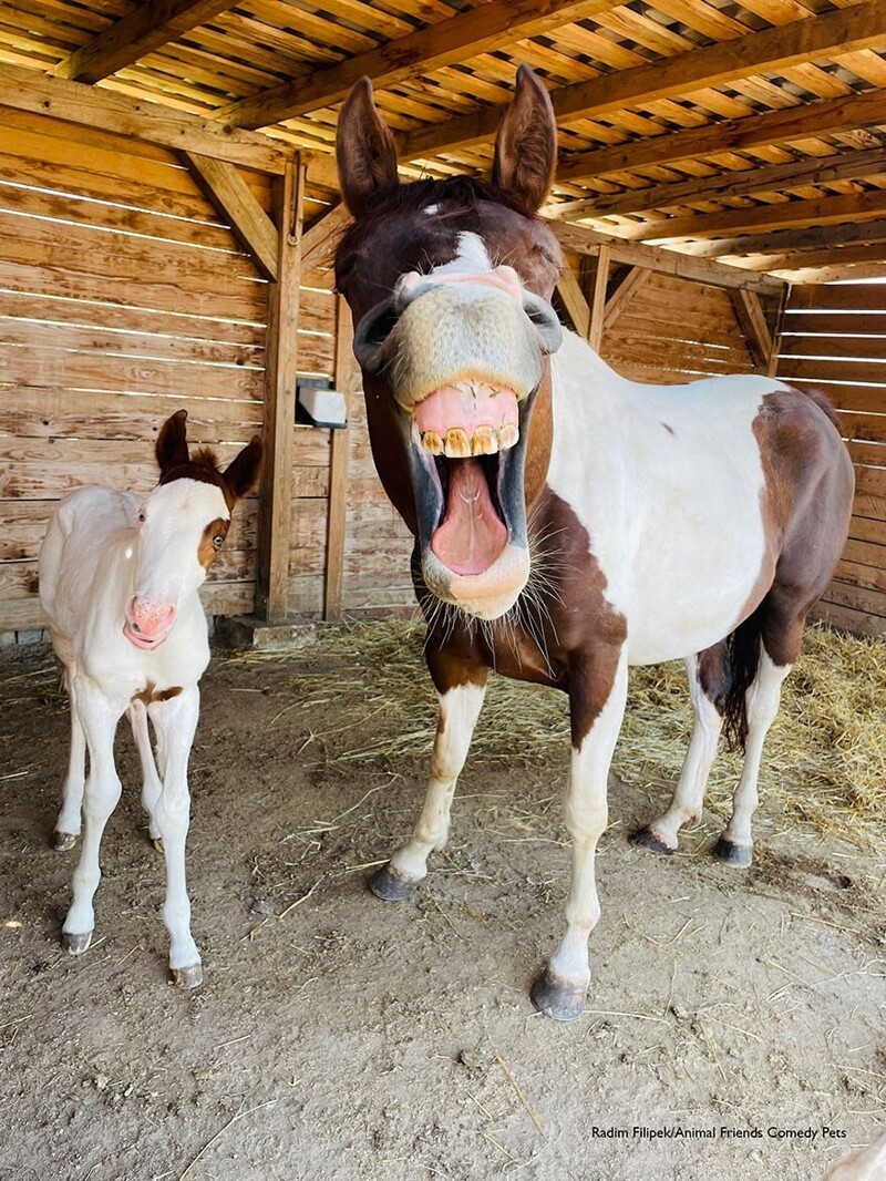 "Счастливые лошадки". Фотограф Radim Filipek