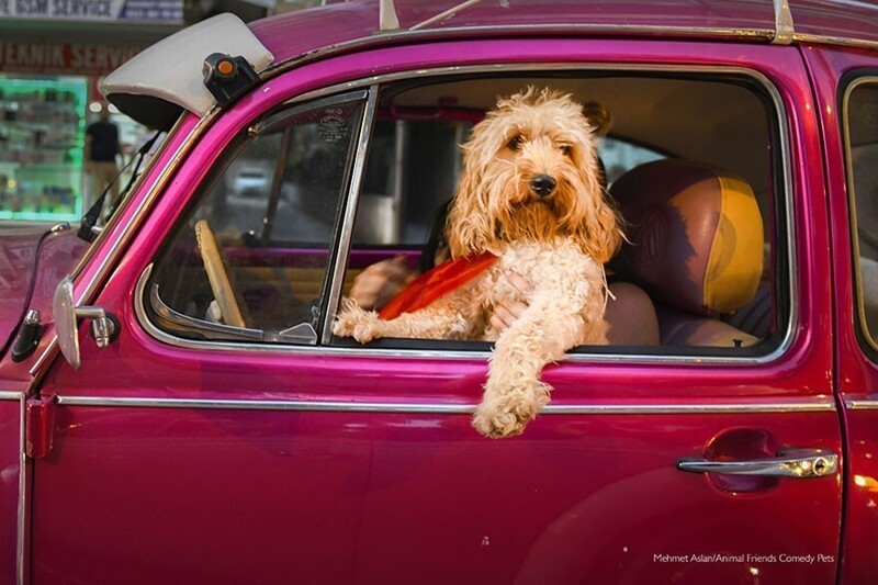 "Пёс-водитель", фотограф Mehmet Aslan