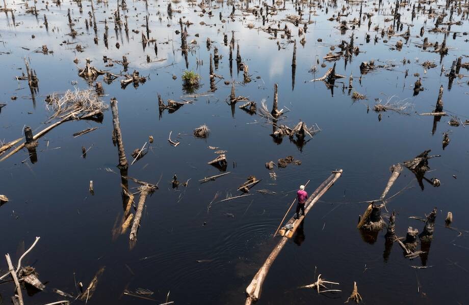 Печальная действительность: 12 фотографий Нигерии, показывающих исчезающие леса