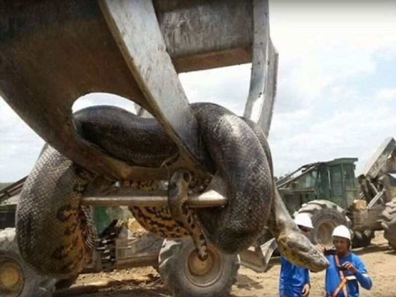 Эта гигантская 10-метровая анаконда, была обнаружена в Бразилии