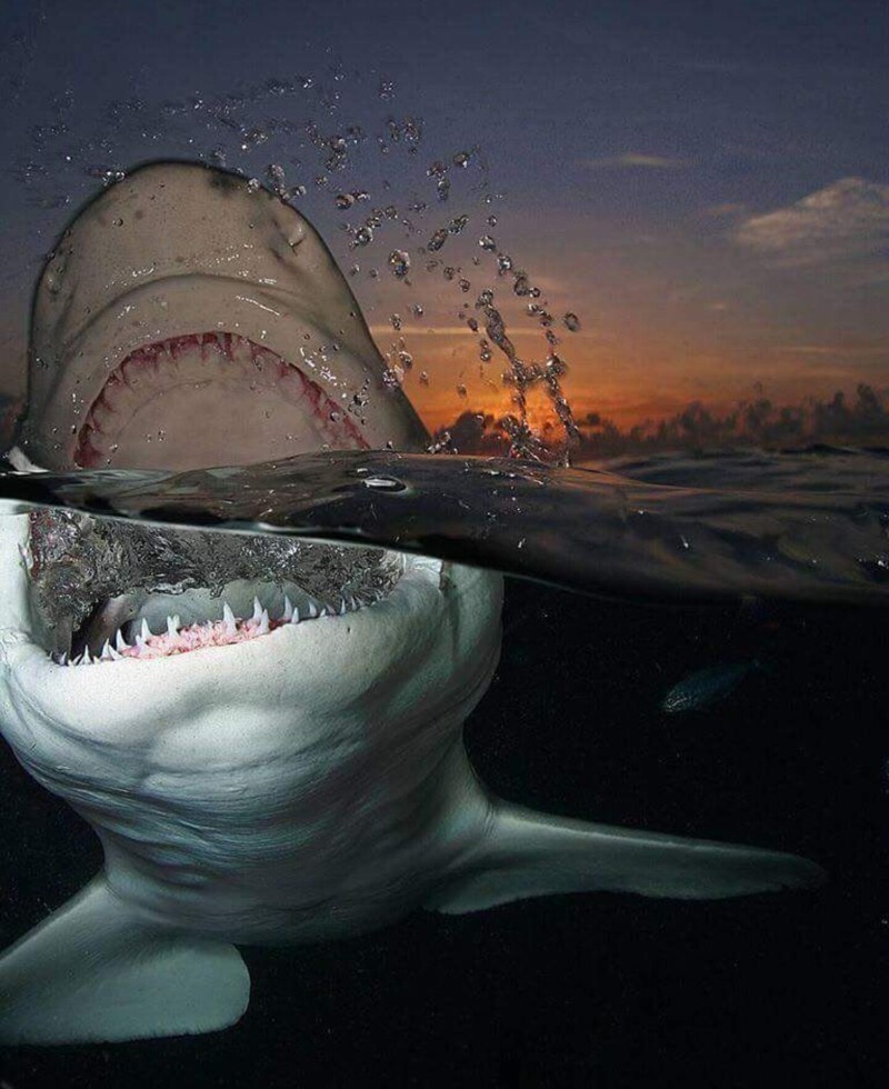 Фотограф Джим Абернети сделал снимок акулы с очень опасного ракурса