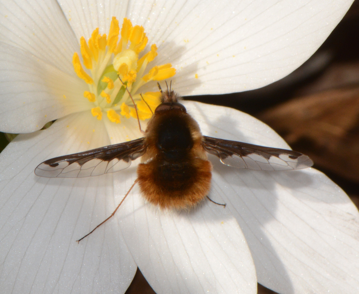 Жужжало большой (Bombylius Major)