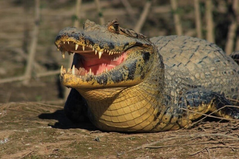 У крокодилов есть печеночный насос, который вместе с диафрагмой может изменять центр тяжести для регулировки плавучести