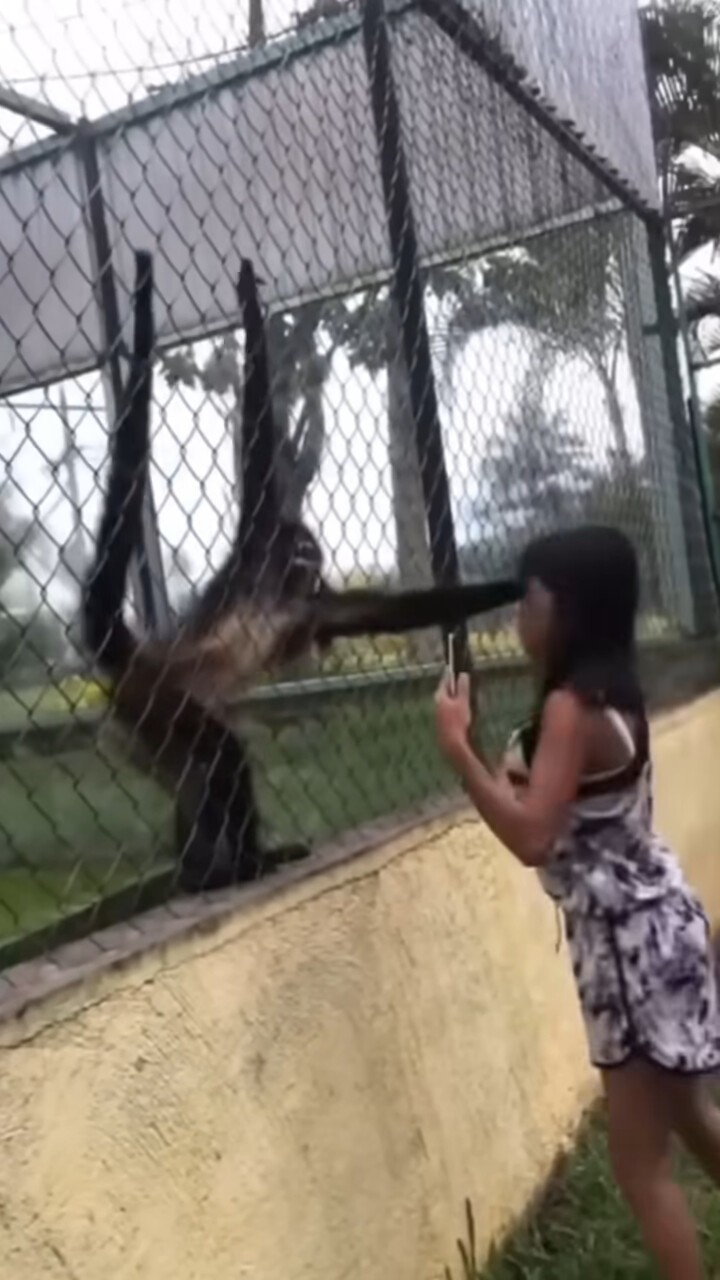 Агрессивные обезьяны чуть не оставили девушку без волос