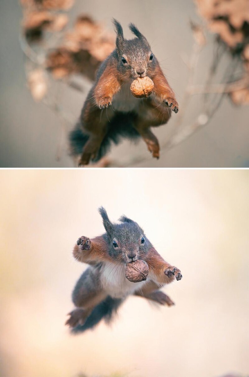 Фотограф делает снимки белок в прыжке - и получается очень эпично