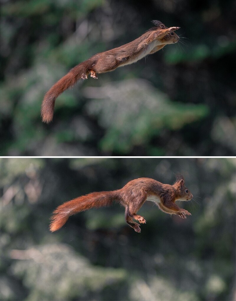 Фотограф делает снимки белок в прыжке - и получается очень эпично