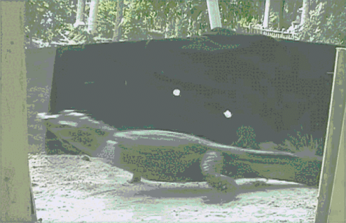 Острорылый крокодил: Охотится на акул и устраивает разборки с аллигаторами. Опасная рептилия из Америки