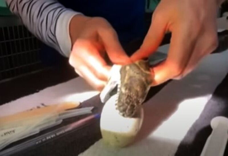 В Австралии спасли питона, который съел "подставное" яйцо