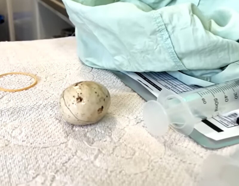 В Австралии спасли питона, который съел "подставное" яйцо