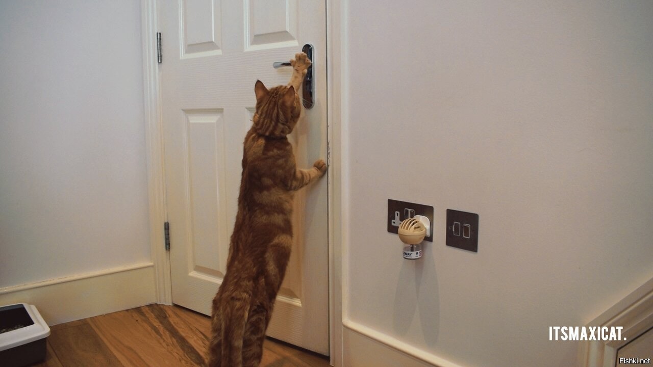 Дверях кати открывал. Кошка открывает дверь. Кошка для открывание дверей. Собака открывает дверь лапой. Мемы с кошкой и дверью.