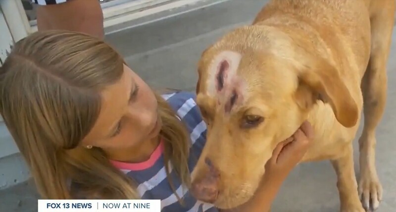 Собака защищала дом хозяев от пумы - и пострадала от её когтей