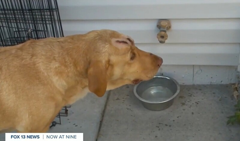 Собака защищала дом хозяев от пумы - и пострадала от её когтей