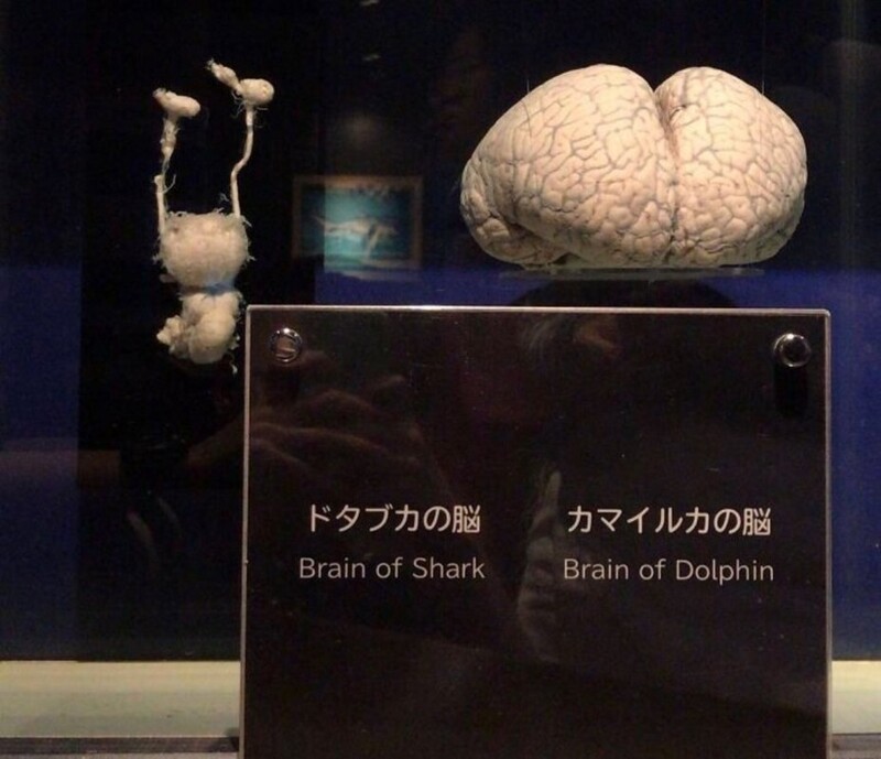 Слева - мозг акулы, справа - мозг дельфина